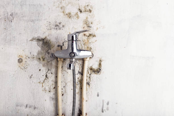Best Toxic Mold Removal  in Woodland Park, CO