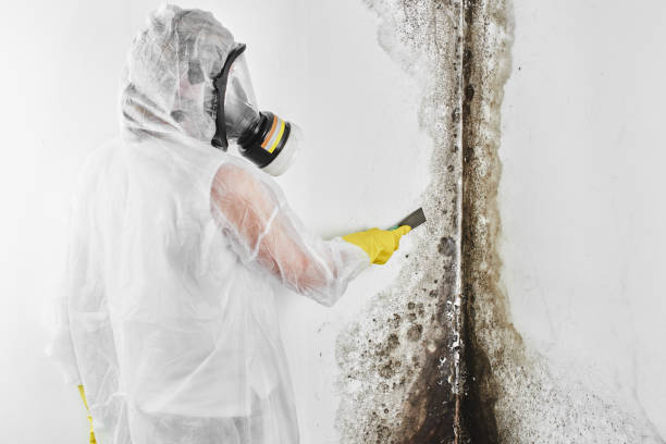 Best Mold Damage Repair  in Woodland Park, CO