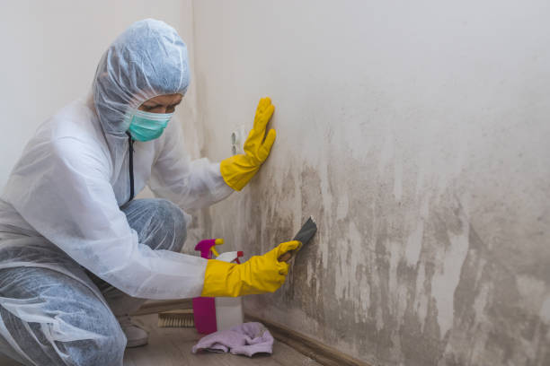 Best Office Mold Removal Services  in Woodland Park, CO