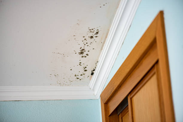 Best Best Mold Removal Companies  in Woodland Park, CO