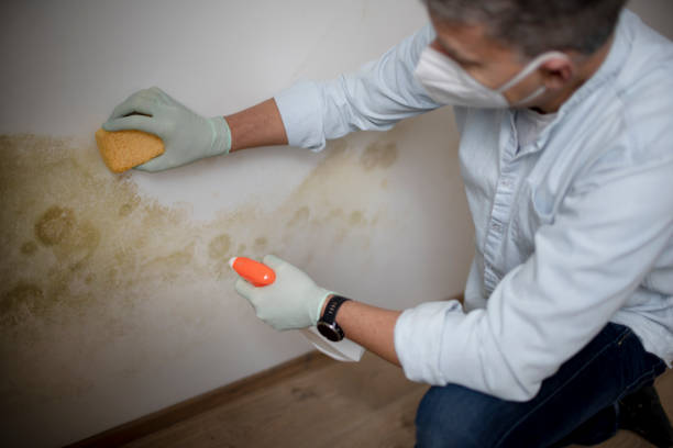 Best Mold Removal Company Near Me  in Woodland Park, CO