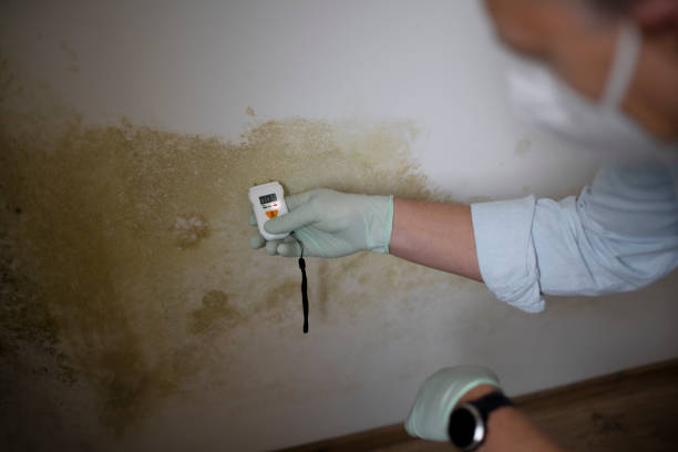 Best Mold Remediation  in Woodland Park, CO