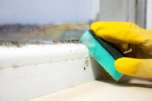 Best Mold Testing  in Woodland Park, CO