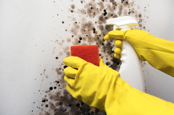 Best Affordable Mold Removal  in Woodland Park, CO