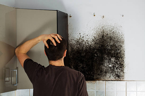 Best Mold Testing and Removal  in Woodland Park, CO