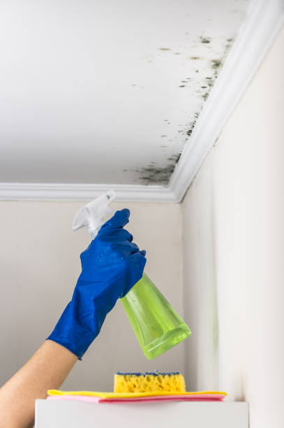 Best Home Mold Removal  in Woodland Park, CO
