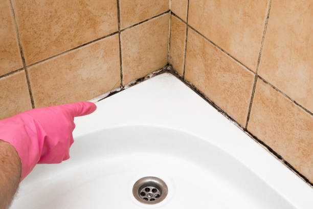 Best Crawl Space Mold Removal  in Woodland Park, CO