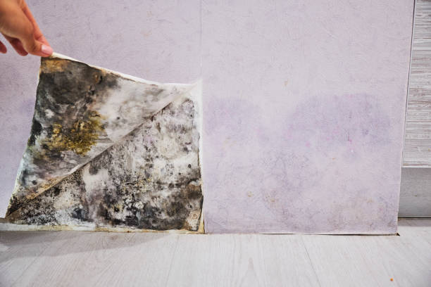 Best Attic Mold Removal  in Woodland Park, CO